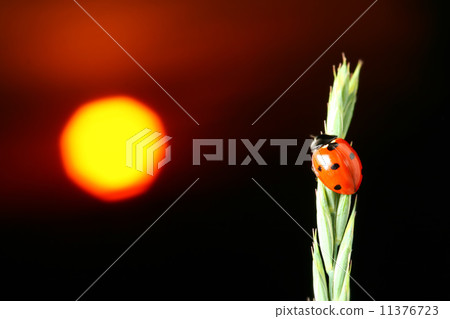 sunrise ladybug 11376723