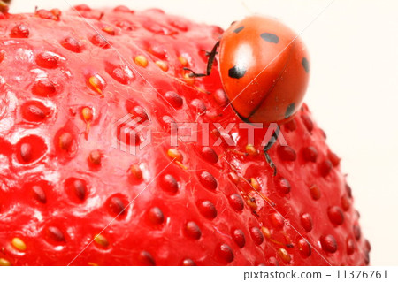 ladybug gourmet 11376761
