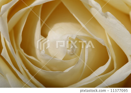 white rose macro white rose macro 11377095