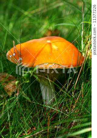 Amanita Amanita 11377226