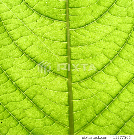 green leaf vein 11377505