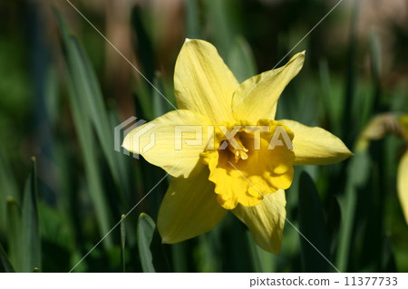 yellow narcissus 11377733