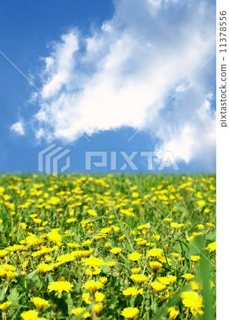dandelion green field dandelion green field 11378556