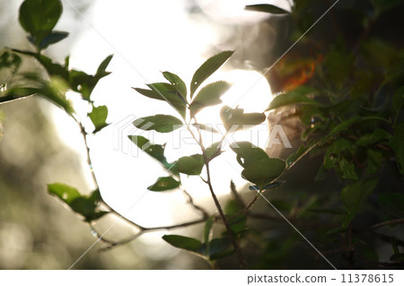 green leaves 11378615