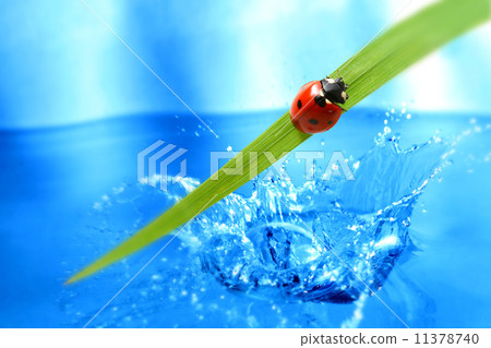red ladybug red ladybug 11378740