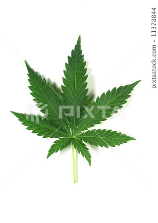 cannabis 11378844