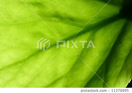 green leaf vein 11378995