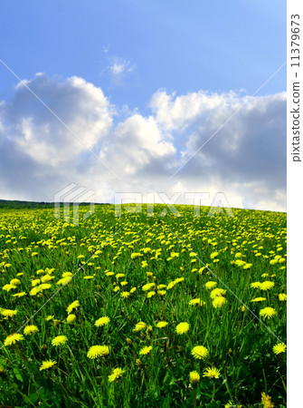 dandelion landscape dandelion landscape 11379673