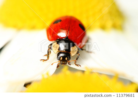 ladybug on camomile ladybug on camomile 11379681