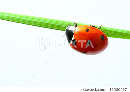 ladybug on grass ladybug on grass 11380467