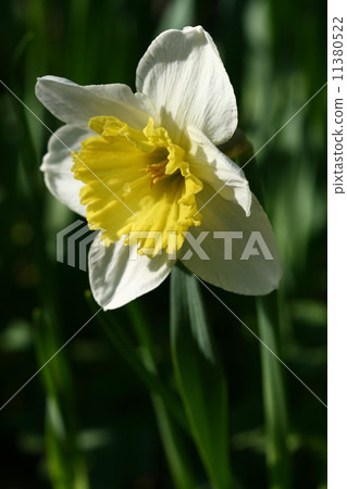 yellow narcissus 11380522