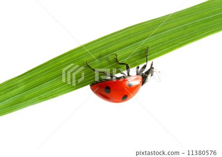 red ladybug red ladybug 11380576