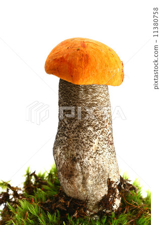 isolated mushroom 11380758