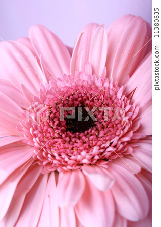 Pink gerbera 11380835