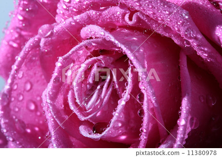 Wet pink rose 11380978