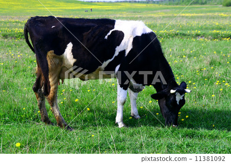 cow landscape 11381092