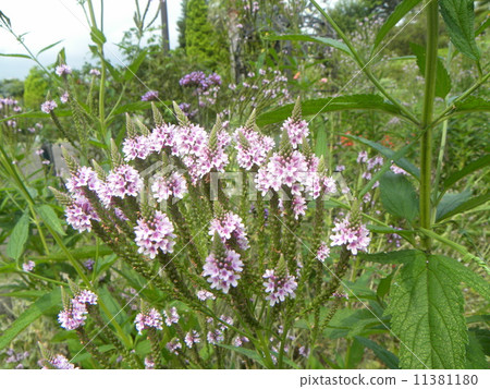 Ehl形藍色花是馬鞭草Hastata的花 Ehl形藍色花是馬鞭草Hastata的花 11381180