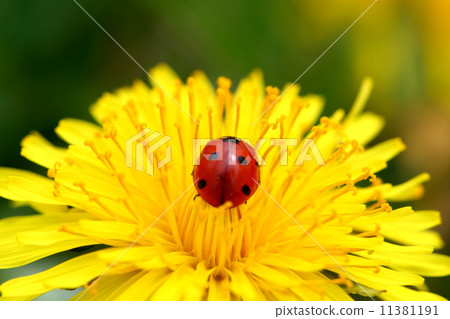 ladybug on dandelion ladybug on dandelion 11381191