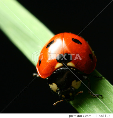 ladybug on grass 11381192