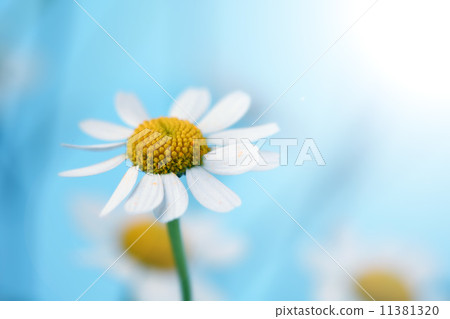 chamomiles 11381320
