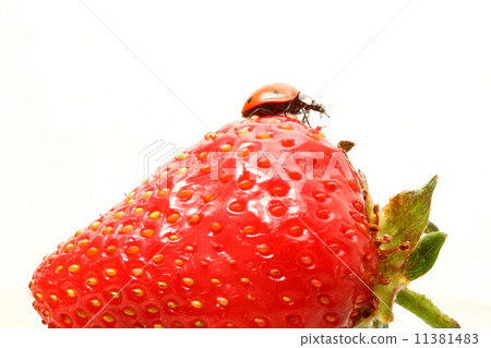 ladybug gourmet ladybug gourmet 11381483