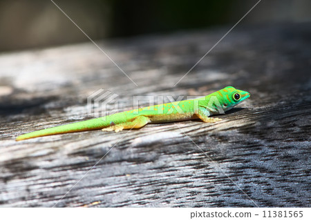 Green gecko 11381565