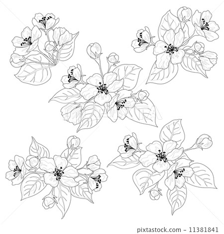 Apple tree flowers and leaves set contours 11381841