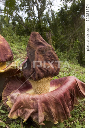 Rafflesia Rafflesia 11381874