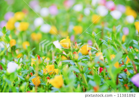 Flowers 11381892