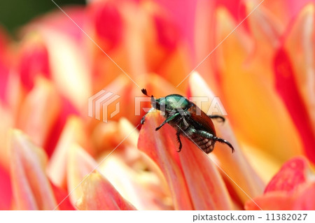 Scarlet beetle sticking to Dahlia 11382027