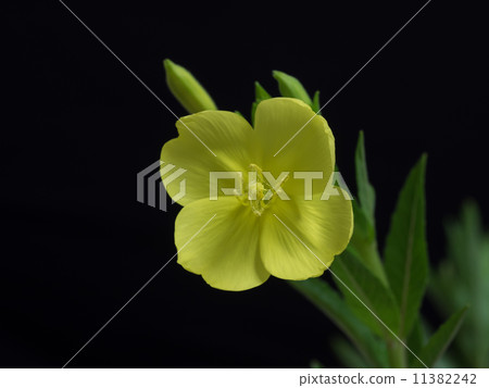 Evening waitress in summer night Evening waitress in summer night 11382242