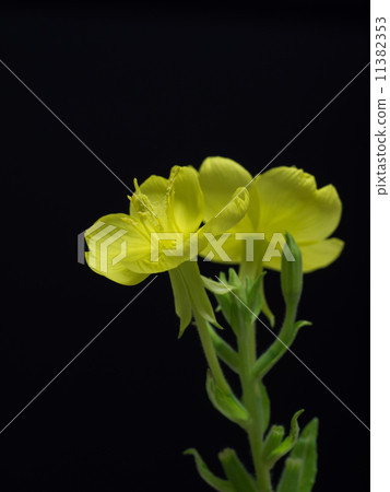 晚上女服務員在夏夜 晚上女服務員在夏夜 11382353