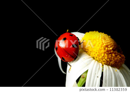 summer ladybug 11382359