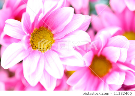 pink chrysanthemum pink chrysanthemum 11382400