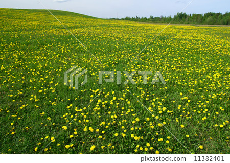 dandelion landscape dandelion landscape 11382401