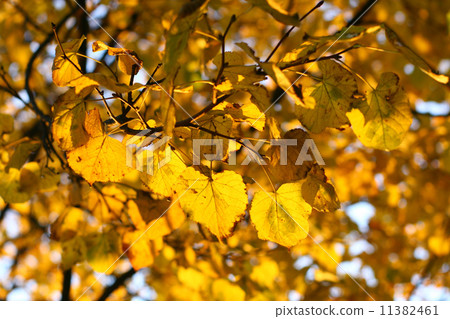 golden leaves golden leaves 11382461