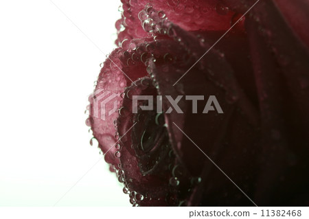 Wet pink rose 11382468