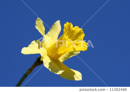 yellow flower in sky yellow flower in sky 11382496