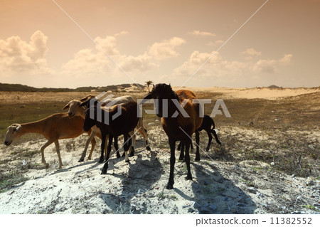 desert goats 11382552