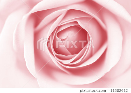 pink rose 11382612