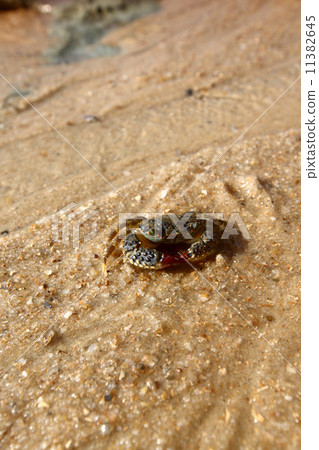crab 11382645