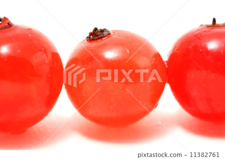 red currant 11382761