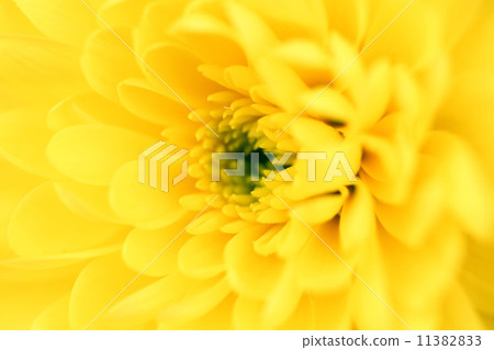 yellow chrysanthemum yellow chrysanthemum 11382833
