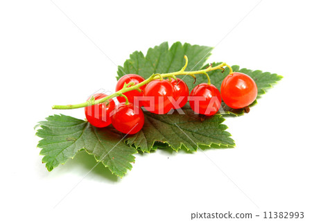 isolated red currant and leaf isolated red currant and leaf 11382993