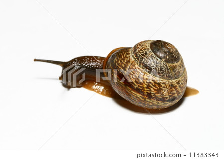 isolated shell isolated shell 11383343