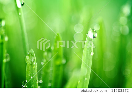 grass nature background grass nature background 11383372