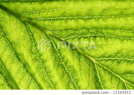 green leaf vein 11383453