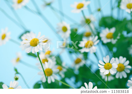 chamomiles 11383818