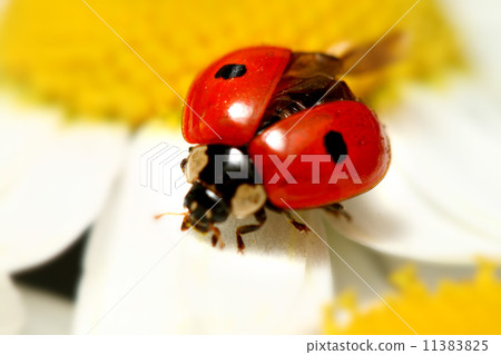 ladybug on camomile ladybug on camomile 11383825