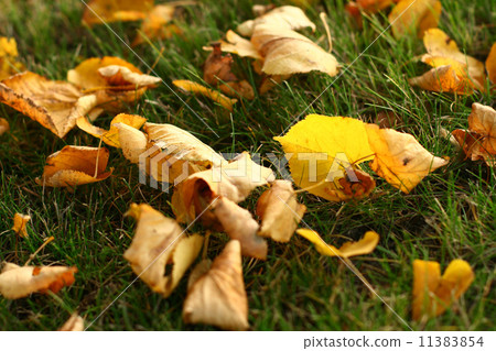 leaves on grass 11383854